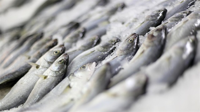 Kültür balıklarının değerini Avrupa biliyor