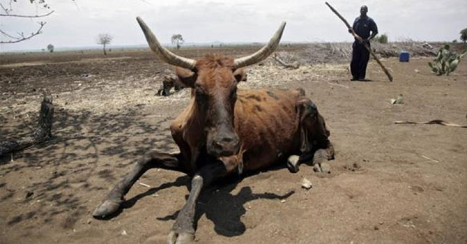 Kuraklık Afrika'da gıda krizine yol açıyor