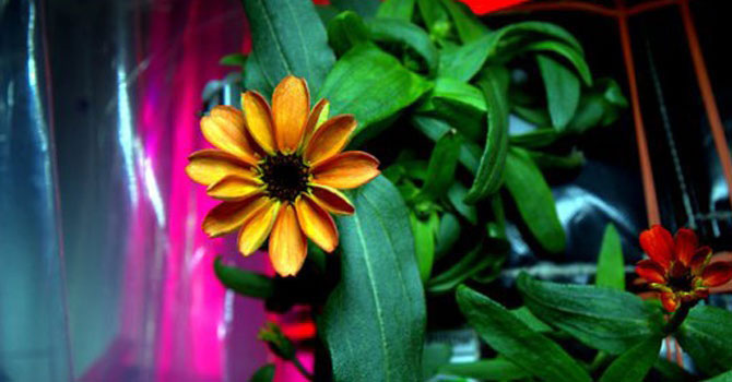 Uzayda yetişen ilk çiçek görücüye çıktı