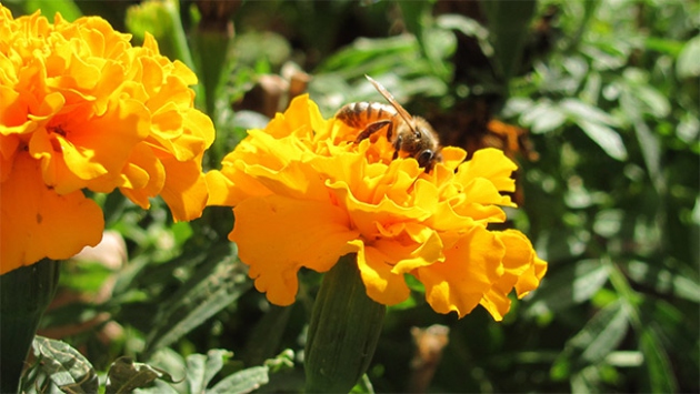 Arı ürünleri tıp alanında şifa dağıtacak