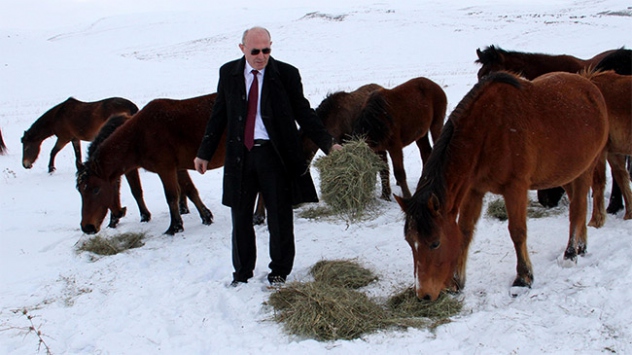 Ardahan'daki yılkı atlarına bakanlık sahip çıktı