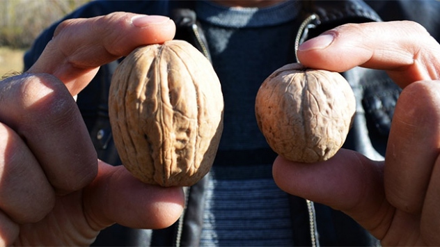 Yumurta büyüklüğünde organik ceviz