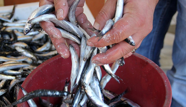 Gürcü hamsisi beklentileri karşılayamadı