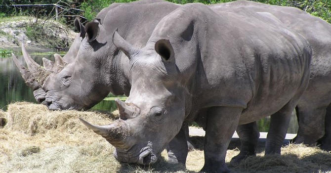 Gergedan kıyımı 2015'te de sürdü