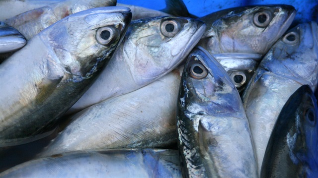 Çöpe atılan balık pulu şifa kaynağı