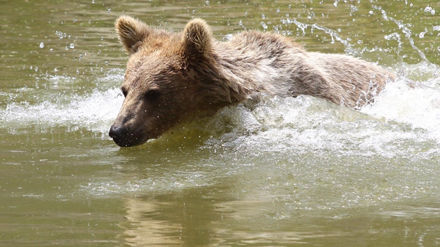 Kocabaş kış uykusuna yatmıyor