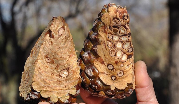 Çam fıstığı yetiştiricisi mutsuz