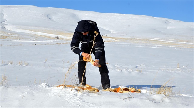Hayvanlar için doğaya yem bırakıldı