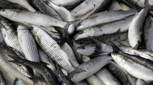 Sinop'ta kefal bereketi