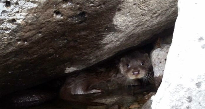 Elazığ'da su samuru bulundu