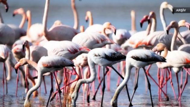 Flamingolar soğuktan İvriz Barajı'na sığındı