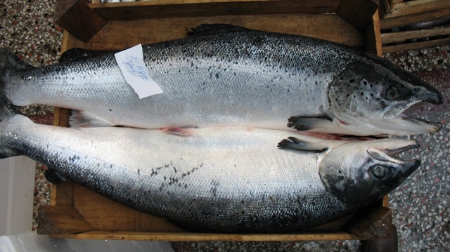 Petrolden bile pahalı balık