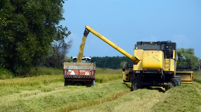 Çeltik üretiminde ezber bozuldu