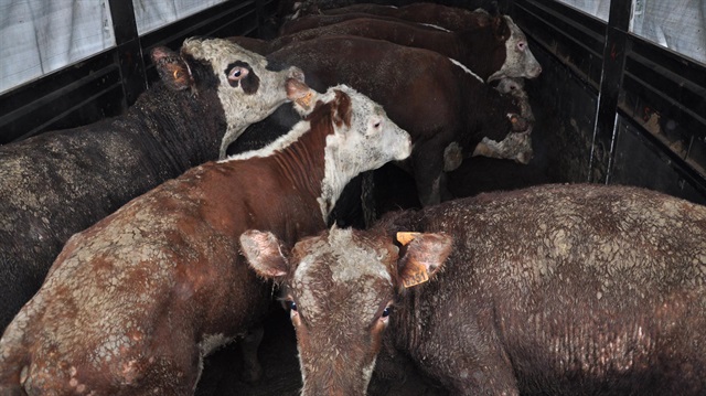 Uruguay'dan Sivas'a besilik dana