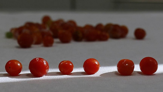 Domatese lezzet katan araştırma