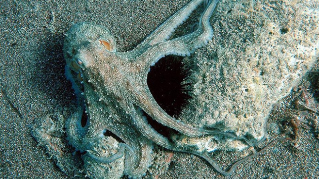 Ahtapotlar renk değiştirerek mesaj yolluyor