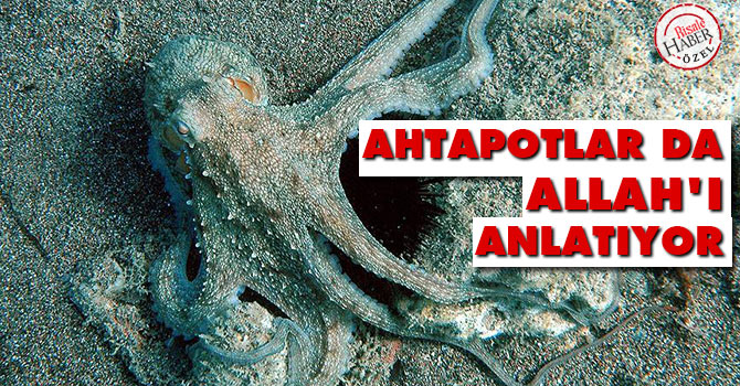 Ahtapotlar da Allah'ı anlatıyor