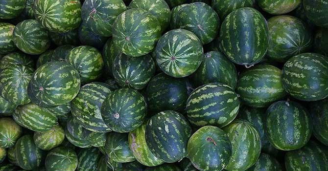 Karpuz beklenenden erken tezgahlara girdi