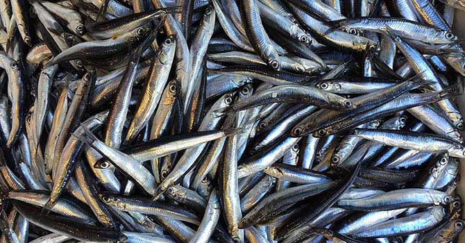 Samsun'da 24 ton hamsiye el konuldu