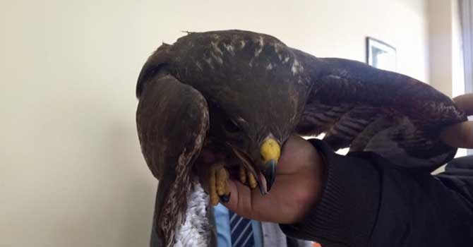 Yaralı atmaca tedavi altına alındı