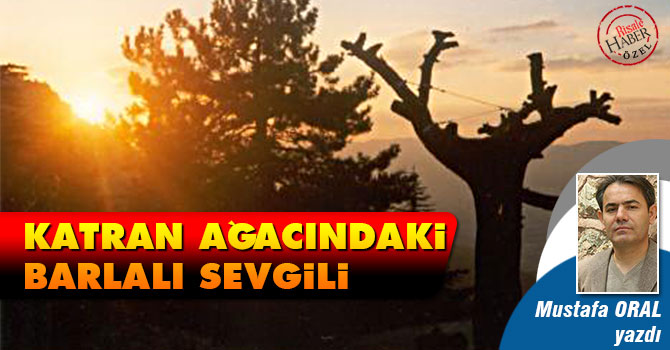 Katran Ağacındaki Barlalı Sevgili