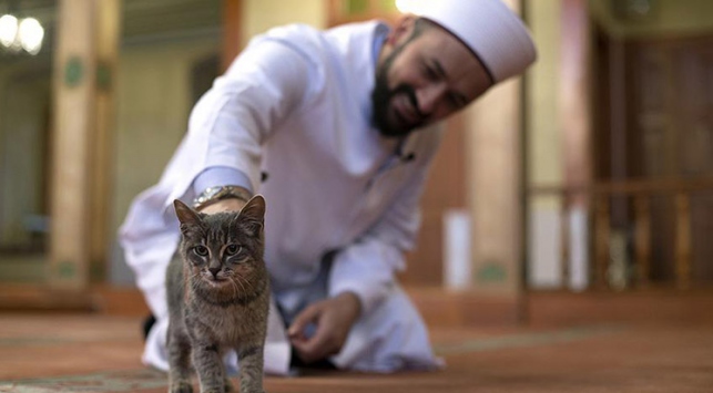 Kedi dostu imam dünya kamuoyunun takdirini topladı