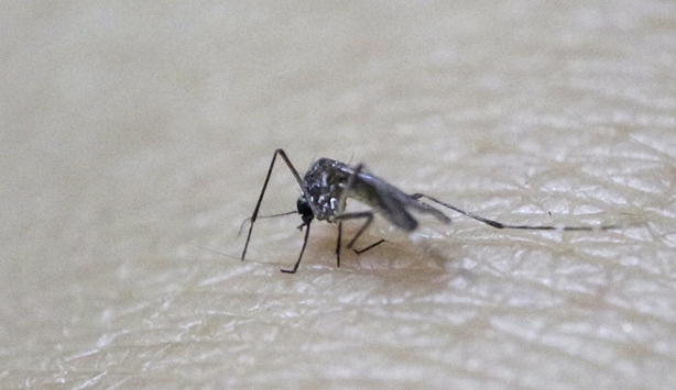 Zika virüsü insanlara uyum sağlıyor
