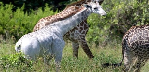 Tanzanya'da 'beyaz zürafa' görüldü