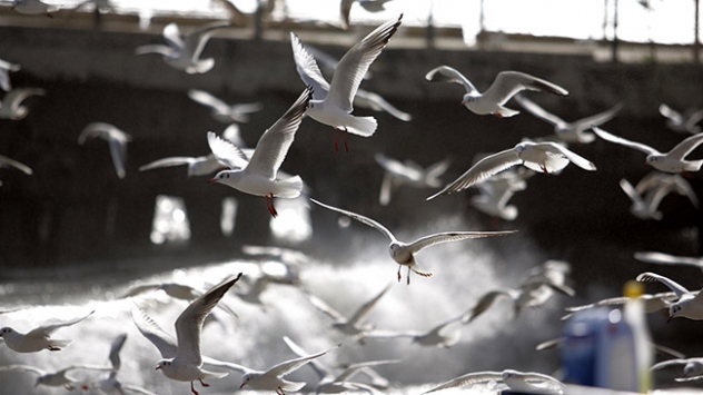 Yurt genelinde sıcaklıklar artıyor