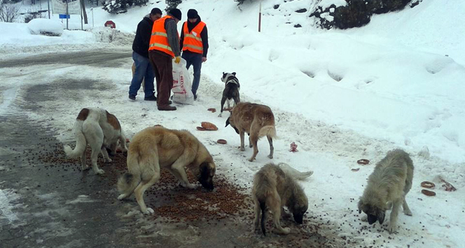 Yaylada karda aç kalan hayvanlar unutulmadı