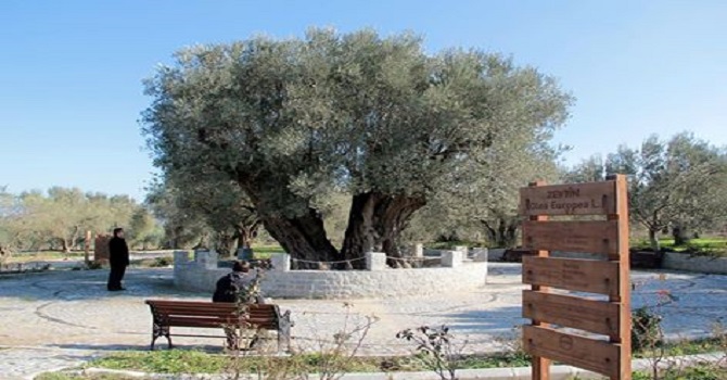 En yaşlı zeytin ağacı Hz. İsa ile yaşıt olabilir