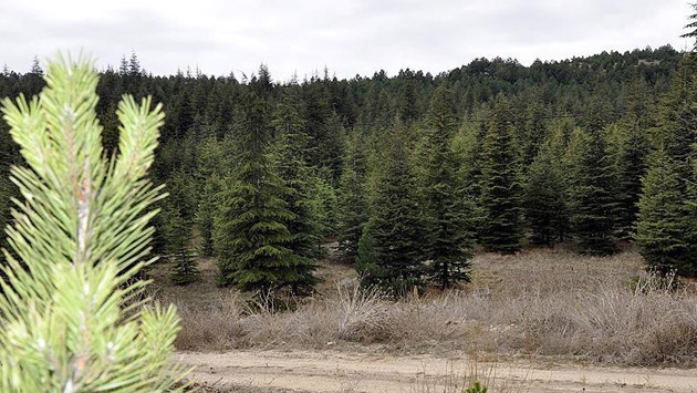 Orman suçları son 13 yılda yüzde 70 azaldı