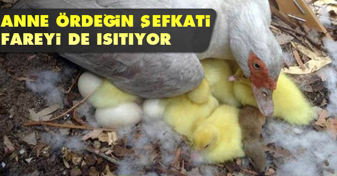 Anne ördeğin şefkati fareyi de ısıtıyor