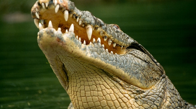 Kahire'de timsah alarmı