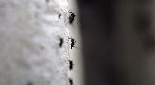 Zika virüsüne Endonezya'da da rastlandı