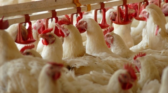 Hayvansal üretim istatistikleri açıklandı