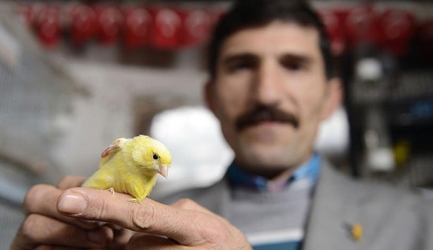 Eğitimli kanarya yavruları yok satıyor