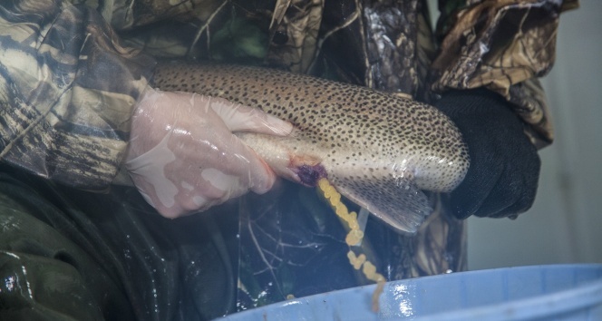 Alabalığın yumurtadan başlayan gizemli yolculuk