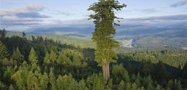 Dünyanın en uzun ağacı