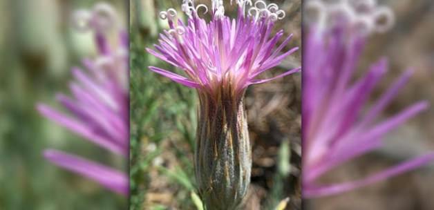 Bir asır sonra yeniden yaratılan çiçek