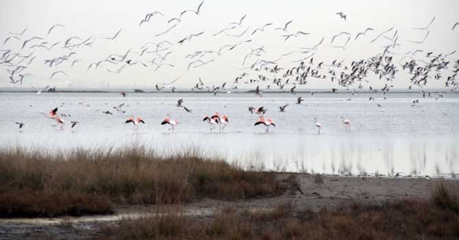 Flamingoları tefekkür için kuş cenneti