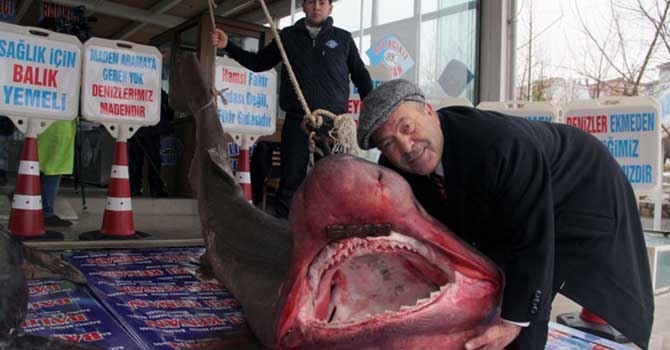 Kanser hastalarına şifa niyetine ücretsiz köpek balığı dağıtacak