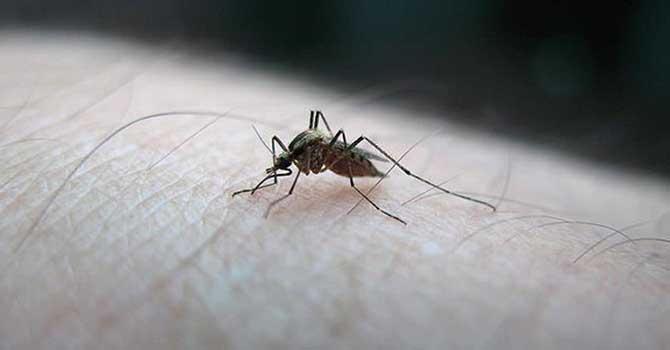 Kolombiya'da 3 binden fazla hamile Zika virüslü