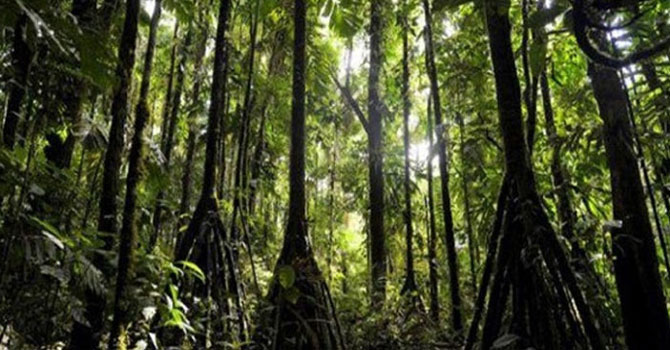 Bu ağaçlar yılda 20 metre yürüyor