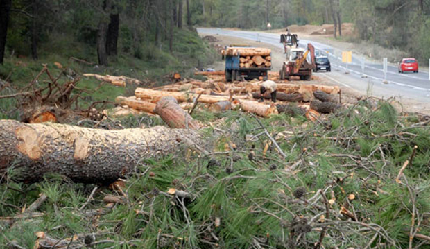 Arnavutluk'ta 10 yıl ağaç kesmek yasaklandı