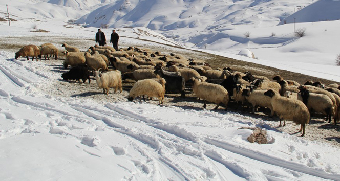 Zorlu kış şartlarında koyunlara bakıyorlar
