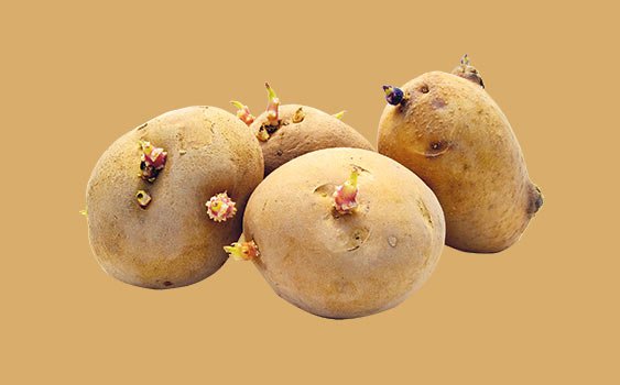 Patatesler soğuk hava depoları yerine mağaralarda saklanıyor