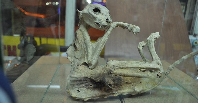 Türü belirlenemeyen hayvan iskeletini iş yerinde sergiliyor