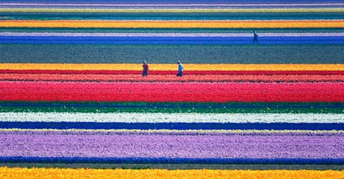 Avrupa çiçeklerinin yüzde 30'u Kenya'dan