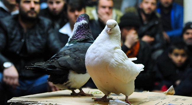 Türkiye'nin farklı illerinden kuş meraklıları Aksaray'da buluşuyor